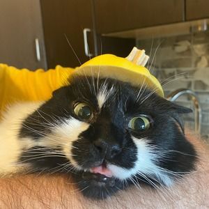 Meet your Posher, Cody